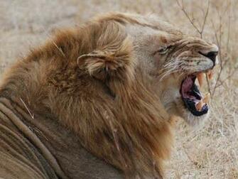 Park Lions Roaring Pics Lion Pictures And Closeup Wallpaper