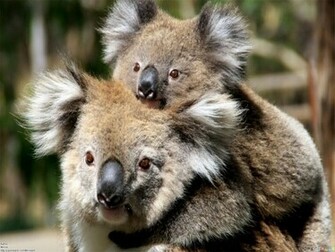 Cute Koala Bear Wallpaper Open Walls