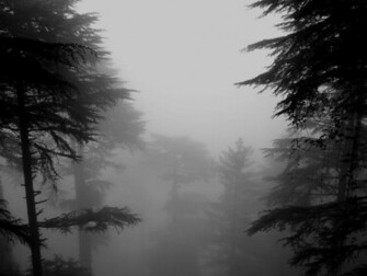 Dark Snowy Forest Background Snow HD