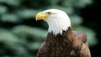 High Definition Wallpaper Of Bald Eagle Opinion Profile