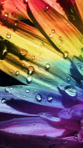 Rainbow Flower iPhone Wallpaper Moto E
