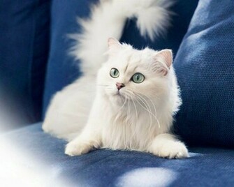 White Cat Desktop Pc And Mac Wallpaper