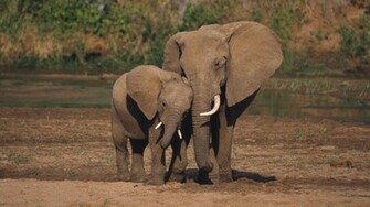 All Wallpaper Animals Love HD New