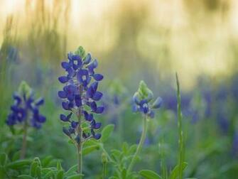 Bluebonnet Sunset Wallpaper