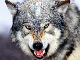 Wolf Growl HD Animal Wallpaper Pet Love Widescreen