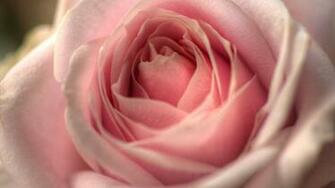 Pastel Pink Color Wallpaper High Definition Quality