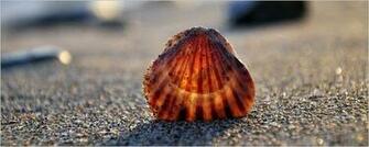 Seashells Wallpaper Collection Series Two