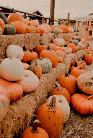 Pumpkin Fall Aesthetic Cute Wallpaper