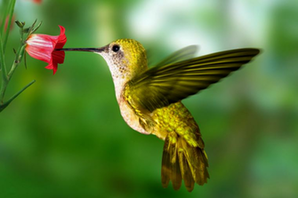 Hummingbird Wallpaper Nickwallpaper HD Desktop