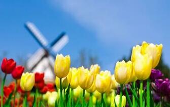 Different Flowers 1080p Wallpaper HD