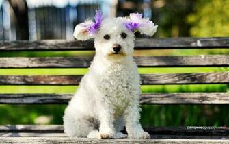This Doggydesktops Wallpaper Regular Size Widescreen
