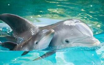 Coral Reef In This Animated Wallpaper App Dolphin Live