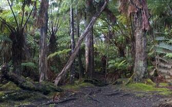 Hawaiian Tropical Rainforest Desktop Wallpaper Iskin Co Uk