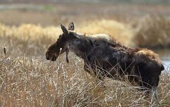 Moose Computer Wallpaper Desktop Background Id