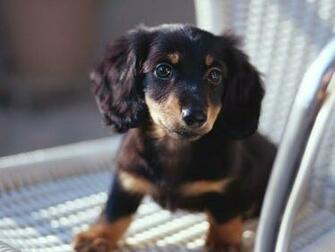 Dachshund Puppis Pictures Longhaired Dog Wallpaper
