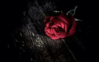 Unwanted Rose Flower Wallpaper Red Roses
