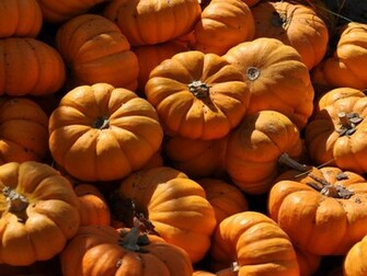 Mini Pumpkins Background To Your Desktop Computer Wallpaper