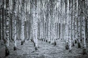Birch Forest Black White Decoration Murale Papier Peint Photo