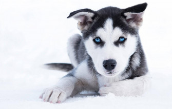 Husky Puppy Background S Wallpaper