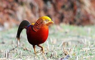 Colorful Pheasant Bird Image Xcitefun Net