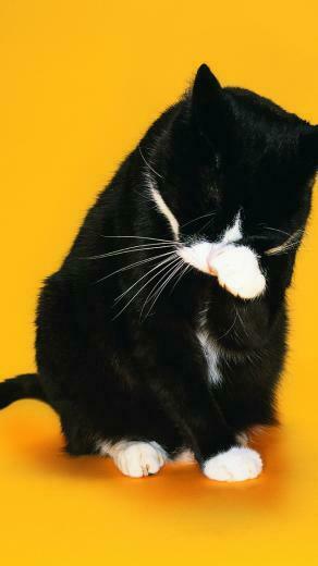 Black Cat Washing Her Face Wallpaper iPhone