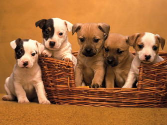 Cute Puppy Picture And Beautiful Dogs Wallpapres Wallpaper