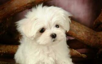 Fluffy Maltese Puppy Dogs White Puppies Wallpaper