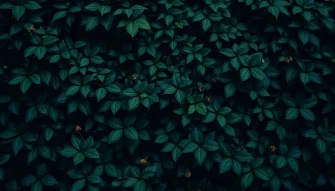 Best Dark Green Wallpaper