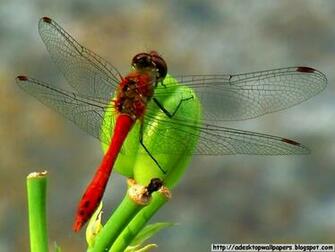 Dragonfly Animal Desktop Wallpaper Pc