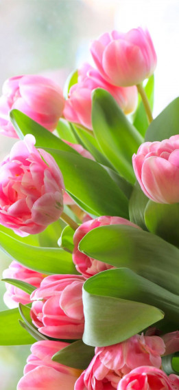 Tulip iPhone Wallpaper