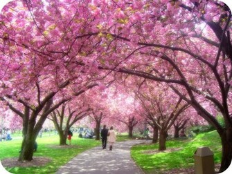 Spring Scenes Wallpaper