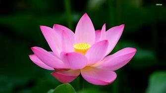 Pink Lotus Wallpaper More Flowers