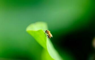 Bee Wallpaper HD Pictures One Background