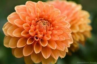 Peach Rose Flower Picture HD Walls Find Wallpaper