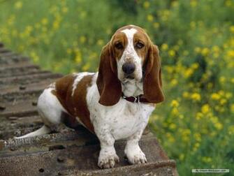 Basset Hound Wallpaper Dogs