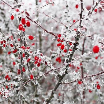 Wallpaper Berries Frost Branches Red Winter