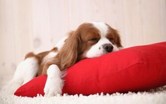 Cute Snuggle Time Wallpaper HD