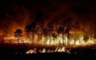 Forest Fire Landscape Wallpaper
