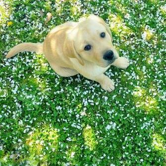 HD Young Labrador Wallpaper