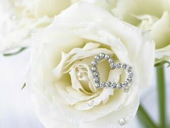 White Rose Wallpaper HD