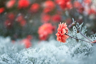 Seasonal Winter Flowers Weddings
