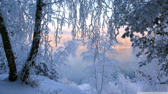Beautiful Winter Frost Ultra HD Desktop Background Wallpaper For