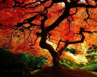Japanese Maple Wallpaper HD Wallpaper55 Best