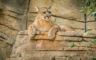 Animal Cougar Wallpaper