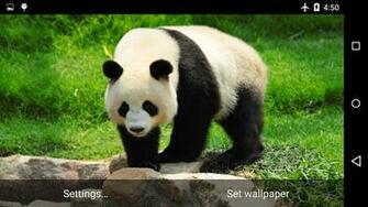 Giant Panda Live Wallpaper Android Apps On Google Play