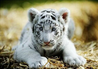 Baby White Tigers Pictures A Six Week Old Tiger