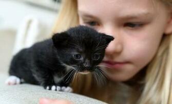 Kittens Cat Cats Kitten Baby Cute Wallpaper
