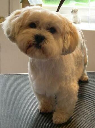 Shih Tzu Web Sobre Los Perros Tzus HD Wallpaper Pictures