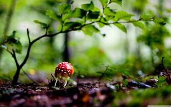 Red Mushroom Wallpaper And Image Pictures