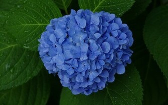 Blue Hydrangea Wallpaper